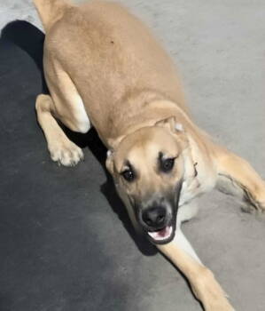 Rescue Shepherd Dogs for Adoption in Minneapolis, Minnesota - Tomahawk | PetCurious