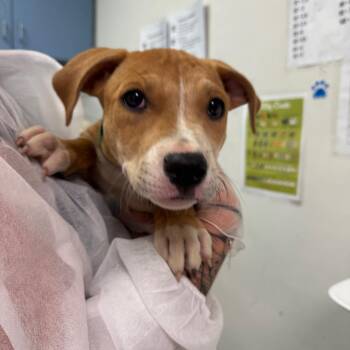 Wilson -  Mixed Breed Dog for Adoption in Charleston, West Virginia - Wilson | PetCurious
