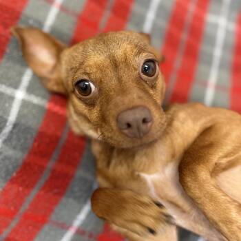Chihuahua Dogs Available for Adoption - Tina | PetCurious