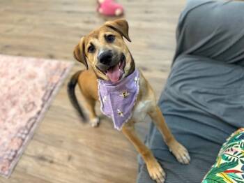 Brie April Cutest Chunk -  Labrador Retriever and German Shepherd Dog Dog for Adoption in Friendswood, Texas - Brie April Cutest Chunk | PetCurious