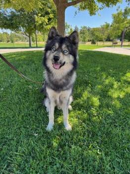Husky Dogs Available for Adoption in Davis, California - Wes (Courtesy Post) | PetCurious