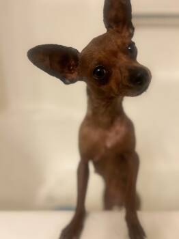 Chihuahua Dogs Available for Adoption in Covington, Louisiana - Spice | PetCurious