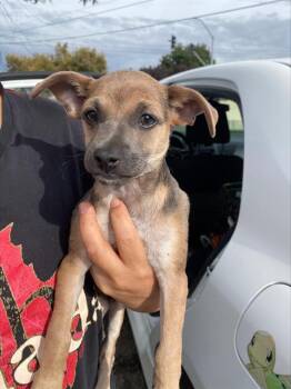 Rescue Chihuahua and Mixed Breed Dogs for Adoption in Stockton, California - A366989 | PetCurious