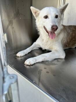 Rescue Husky and Mixed Breed Dogs for Adoption in Fort Worth, Texas - 59348176 | PetCurious