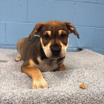 Piggie Smalls -  Terrier Dog for Adoption in Belleville, Illinois - Piggie Smalls | PetCurious