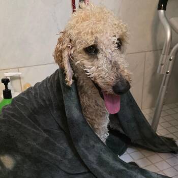 Miniature Poodle and Golden Retriever Dogs Available for Adoption in Goltry, Oklahoma - Cotton | PetCurious