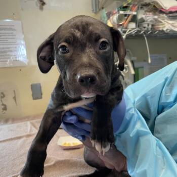 McFlurry -  Mastiff Dog for Adoption in Hawthorne, California - McFlurry | PetCurious