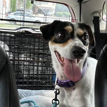 Luke -  Rat Terrier Dog for Adoption in Atlanta, Georgia - Luke | PetCurious