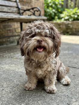 Ming -  Shih Tzu Dog for Adoption in Brunswick, Ohio - Ming | PetCurious