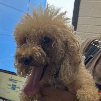 Twixie Lulamoon -  Mixed Breed Dog for Adoption in Dearborn, Michigan - Twixie Lulamoon | PetCurious