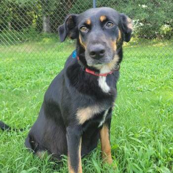 Firefly -  Terrier and Mixed Breed Dog for Adoption in Cabot, Arkansas - Firefly | PetCurious