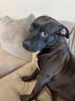 American Staffordshire Terrier and Black Labrador Retriever Dogs Available for Adoption in Saratoga Springs, New York - Buddha | PetCurious