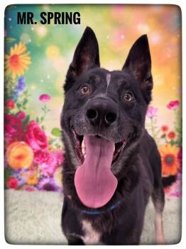Mixed Breed and Shepherd Dogs Available for Adoption - Spring | PetCurious