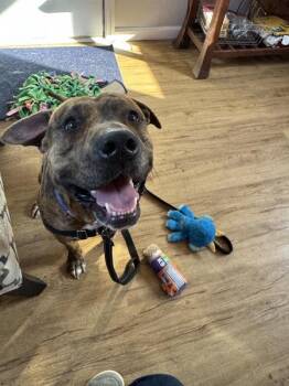 Pit Bull Terrier Dogs Available for Adoption - Tigger | PetCurious