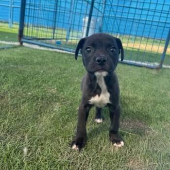 Rescue Labrador Retriever Dogs for Adoption in Saint George, Vermont - Oscar | PetCurious