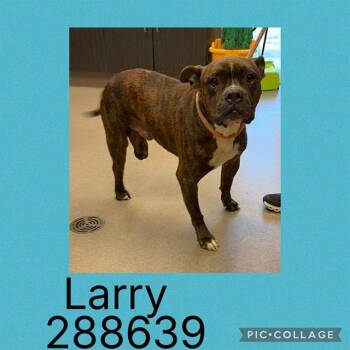 Boxer Dogs Available for Adoption in Macon, Georgia - LARRY | PetCurious