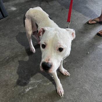 Cookie -  Terrier Dog for Adoption in Tampa, Florida - Cookie | PetCurious