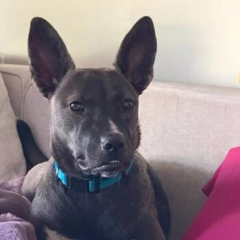 Buttercup D70242 -  Catahoula Leopard Dog and Shepherd Dog for Adoption in Minnetonka, Minnesota - Buttercup D70242 | PetCurious