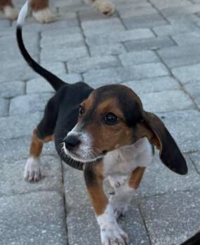 Maxwell -  Basset Hound Dog for Adoption in Grand Bay, Alabama - Maxwell | PetCurious