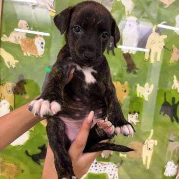 Aston -  Catahoula Leopard Dog and Pit Bull Terrier Dog for Adoption in Tampa, Florida - Aston | PetCurious
