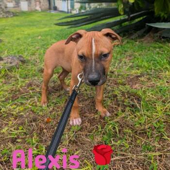 Rescue Mixed Breed Dogs for Adoption in Frederiksted, St. Croix - Alexis Rose | PetCurious