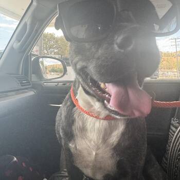 Rescue American Staffordshire Terrier Dogs for Adoption in Claremont, California - Broccoli | PetCurious