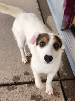 Ljubljanica -  Terrier Dog for Adoption in Fort Lupton, Colorado - Ljubljanica | PetCurious