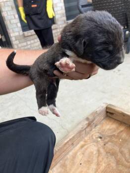 MARGARET -  Mixed Breed Dog for Adoption in Dallas, Texas - MARGARET | PetCurious