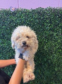 Mixed Breed Dogs Available for Adoption - 60561841 | PetCurious