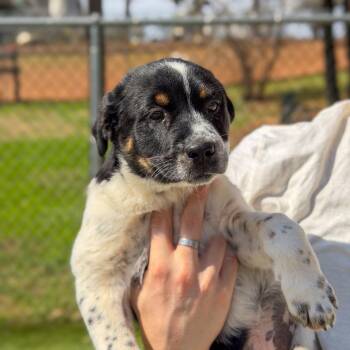 Australian Cattle Dog Blue Heeler and Bernese Mountain Dog Dogs Available for Adoption - Aberdeen | PetCurious