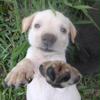 Hiccup -  Mixed Breed Dog for Adoption in Mebane, North Carolina - Hiccup | PetCurious