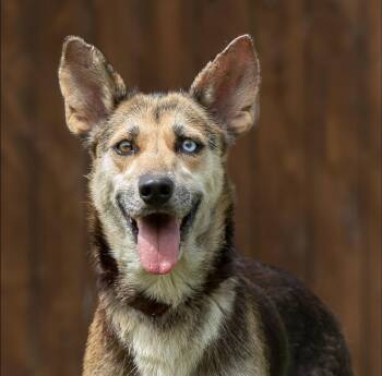 Maxine -  German Shepherd Dog and Husky Dog for Adoption in Houston, Texas - Maxine | PetCurious