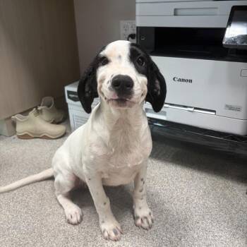 Sadie -  Mixed Breed Dog Available for Adoption in Englewood, Florida - Sadie | PetCurious