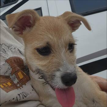 Mayo -  Wirehaired Terrier and Poodle Dog for Adoption in Thompson Falls, Montana - Mayo | PetCurious