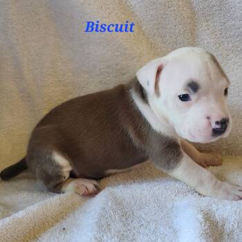 Biscuit -  Mixed Breed Dog for Adoption in Englewood, Florida - Biscuit | PetCurious