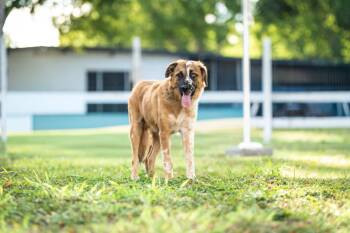 Australian Shepherd and Anatolian Shepherd Dogs Available for Adoption - Baron | PetCurious