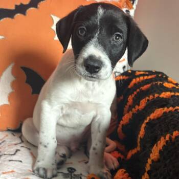 Scooter -  Australian Cattle Dog Blue Heeler and Mixed Breed Dog for Adoption in Corpus Christi, Texas - Scooter | PetCurious