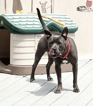 Rescue Mixed Breed Dogs for Adoption in St. Augustine, Florida - Jack Jack | PetCurious