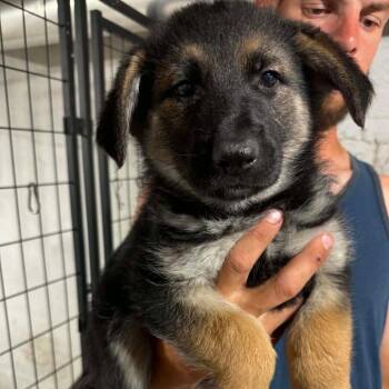 Fisher -  Mixed Breed Dog for Adoption in Dekalb, Illinois - Fisher | PetCurious
