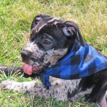 Buster D70579 -  Pit Bull Terrier and French Bulldog Dog for Adoption in Minnetonka, Minnesota - Buster D70579 | PetCurious
