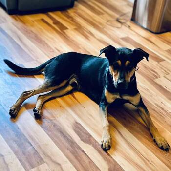 Rescue Mixed Breed Dogs for Adoption in Kempner, Texas - Romeo | PetCurious