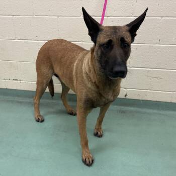 Mixed Breed Dogs Available for Adoption in Memphis, Tennessee - Delilah | PetCurious