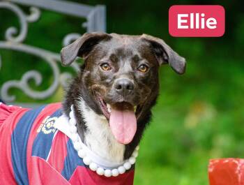 Border Collie and Labrador Retriever Dogs Available for Adoption in Sevierville, Tennessee - Ellie | PetCurious