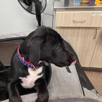 Retriever and Australian Cattle Dog Blue Heeler Dogs Available for Adoption - Obsidian | PetCurious