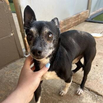 Chihuahua Dogs Available for Adoption in Brownsboro, Alabama - Ivan | PetCurious