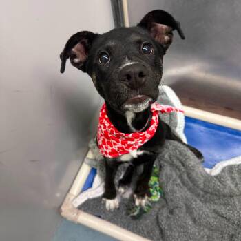 Pixie -  Mixed Breed Dog for Adoption in Fennville, Michigan - Pixie | PetCurious