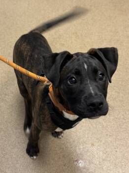 Rescue Mixed Breed Dogs for Adoption in Chamblee, Georgia - Cameo | PetCurious