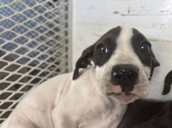 Jericho - URGENT -  Pit Bull Terrier Dog for Adoption in Thousand Oaks, California - Jericho - URGENT | PetCurious