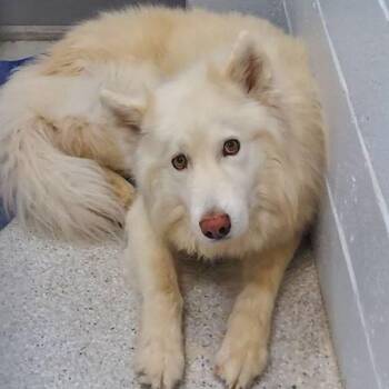 Shepherd Dogs Available for Adoption in Lake Havasu City, Arizona - Thor | PetCurious