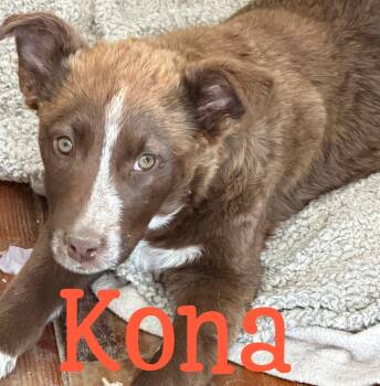 CoffeeSisters-Kona -  Australian Cattle Dog Blue Heeler and Border Collie Dog for Adoption in Hardin, Montana - CoffeeSisters-Kona | PetCurious